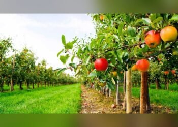 Заявки на гранти для садів і теплиць приймають до 15 жовтня